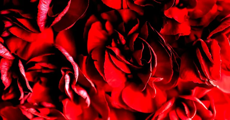 Le CEFOR célèbre l’amour ! 