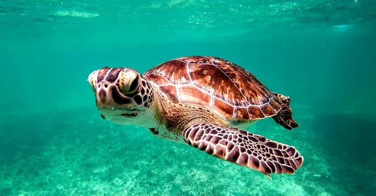 Immersion au cœur du soin : Quand les futurs auxiliaires vétérinaires rencontrent les tortues de Kélonia